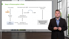 Nervous System & Special Senses